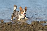 CORGI CARDIGAN 111
